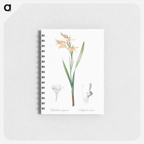 アートメモ帳-Gladiolus cuspidatus illustration - ピエール ジョゼフ ルドゥーテ Memo.