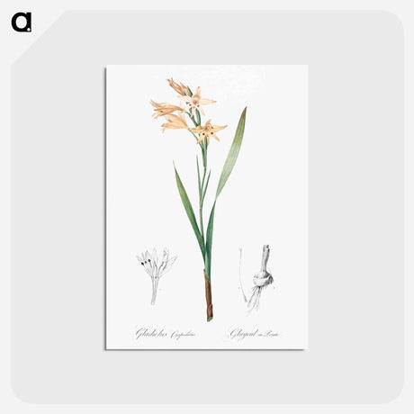 アートポストカード-Gladiolus cuspidatus illustration - ピエール ジョゼフ ルドゥーテ Postcard.