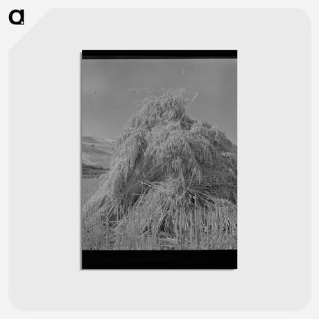 アートポストカード-Oats
 - ラッセル リー Postcard.