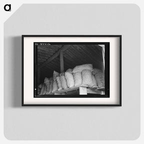 アートポスター-Untitled photo, possibly related to: Fifty-pound bags of onions in storage shed, ready for market. Malheur County, Oregon - ドロテア ラング Poster.