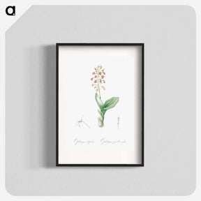 アートポスター-Brown widelip orchid illustration - ピエール ジョゼフ ルドゥーテ Poster.