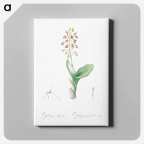 アートパネル-Brown widelip orchid illustration - ピエール ジョゼフ ルドゥーテ Canvas.