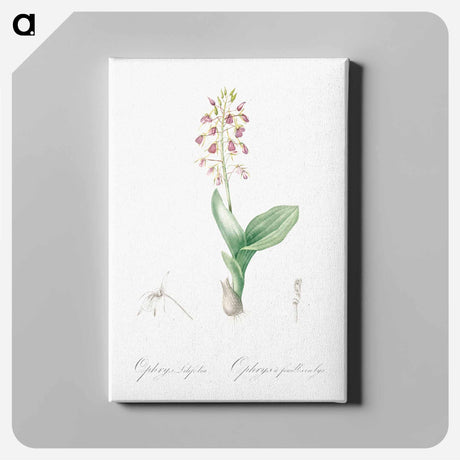 アートパネル-Brown widelip orchid illustration - ピエール ジョゼフ ルドゥーテ Canvas.