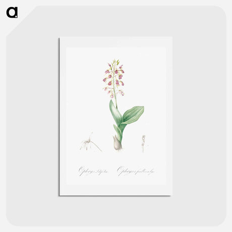 アートポストカード-Brown widelip orchid illustration - ピエール ジョゼフ ルドゥーテ Postcard.