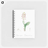 Brown widelip orchid illustration - ピエール ジョゼフ ルドゥーテ Memo.