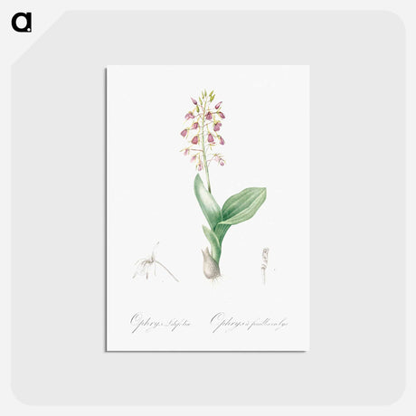 アートポストカード-Brown widelip orchid illustration - ピエール ジョゼフ ルドゥーテ Postcard.