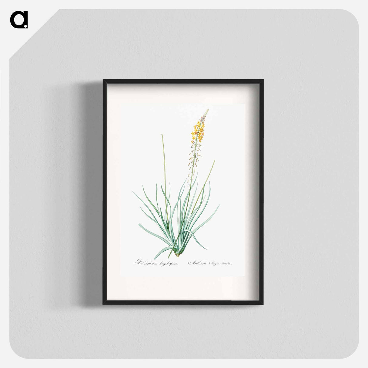Bulbine - Pierre Joseph Redouté Poster.