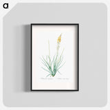 Bulbine - Pierre Joseph Redouté Poster.