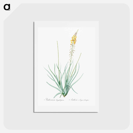 アートポストカード-Bulbine - ピエール ジョゼフ ルドゥーテ Postcard.