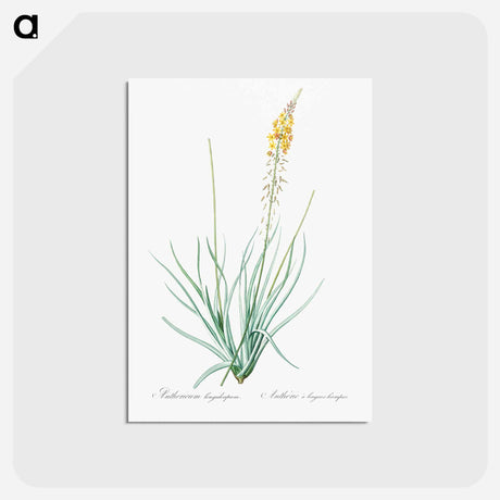 アートポストカード-Bulbine - ピエール ジョゼフ ルドゥーテ Postcard.