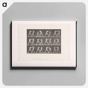 アートパネル-Posing Pugilists
 - エドワード マイブリッジ Canvas.