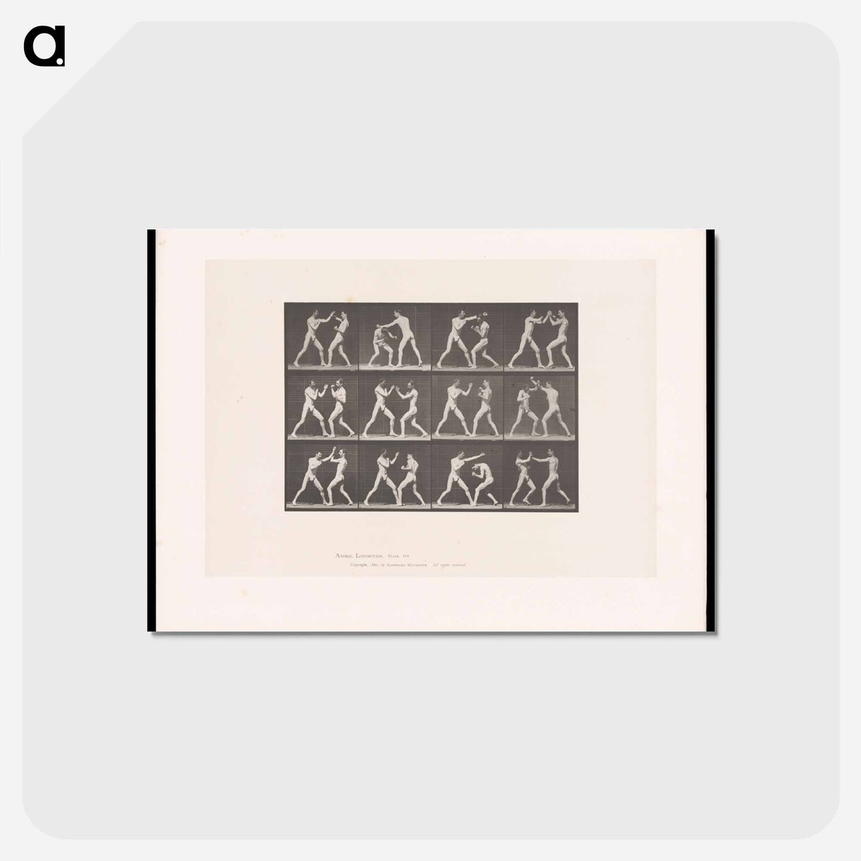 アートポストカード-Posing Pugilists
 - エドワード マイブリッジ Postcard.