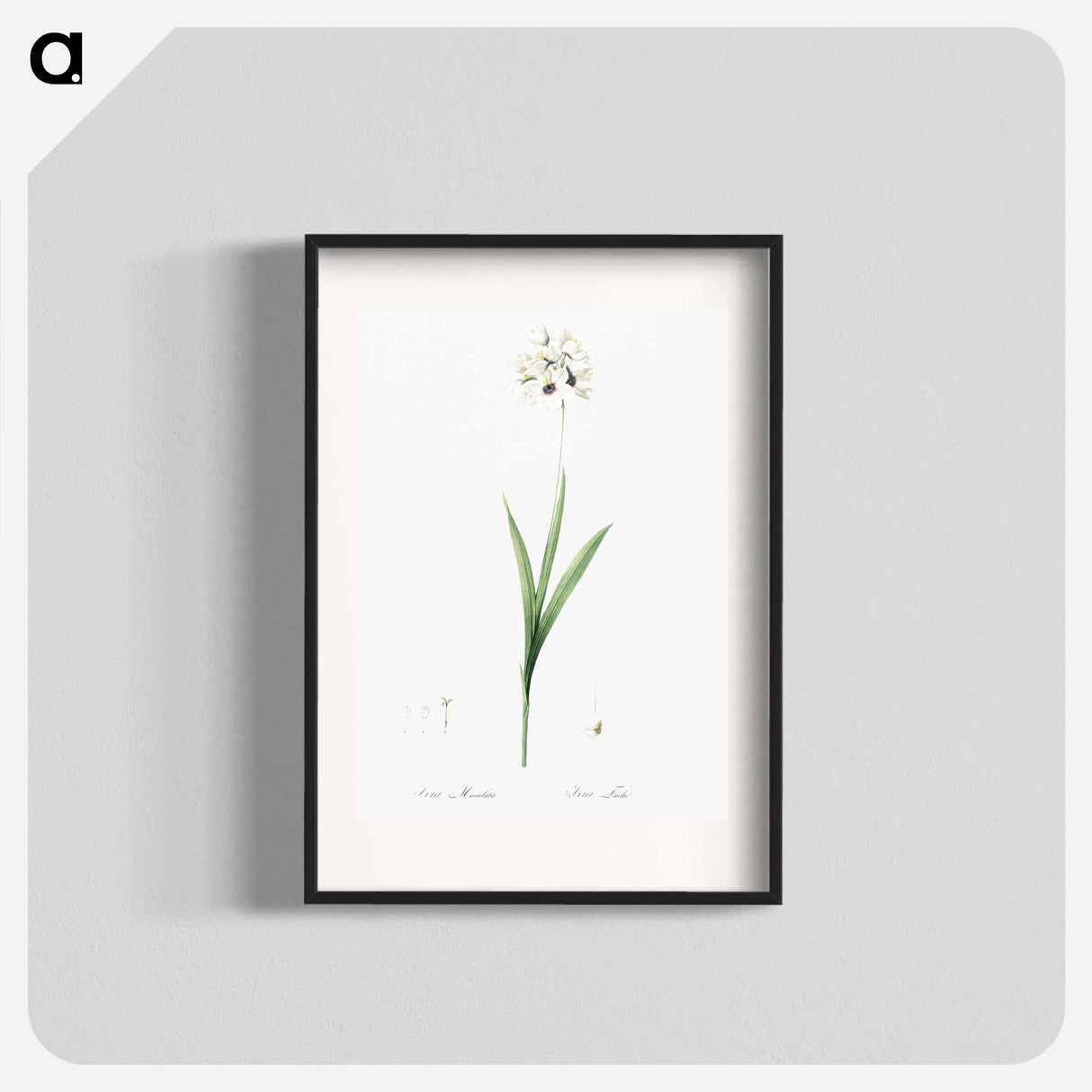 Ixia maculata illustration - Pierre Joseph Redouté Poster.