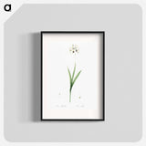 Ixia maculata illustration - Pierre Joseph Redouté Poster.