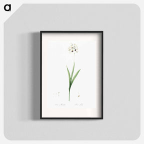 アートポスター-Ixia maculata illustration - ピエール ジョゼフ ルドゥーテ Poster.