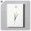 アートパネル-Ixia maculata illustration - ピエール ジョゼフ ルドゥーテ Canvas.