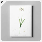 アートパネル-Ixia maculata illustration - ピエール ジョゼフ ルドゥーテ Canvas.