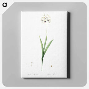 アートパネル-Ixia maculata illustration - ピエール ジョゼフ ルドゥーテ Canvas.