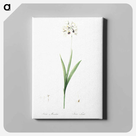アートパネル-Ixia maculata illustration - ピエール ジョゼフ ルドゥーテ Canvas.