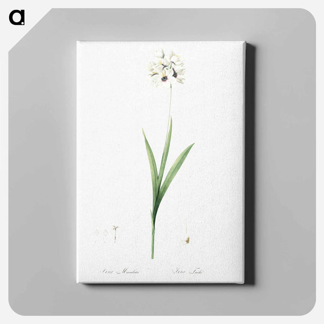 アートパネル-Ixia maculata illustration - ピエール ジョゼフ ルドゥーテ Canvas.