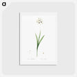 アートポストカード-Ixia maculata illustration - ピエール ジョゼフ ルドゥーテ Postcard.