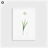 アートポストカード-Ixia maculata illustration - ピエール ジョゼフ ルドゥーテ Postcard.