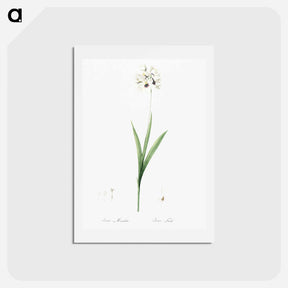 アートポストカード-Ixia maculata illustration - ピエール ジョゼフ ルドゥーテ Postcard.