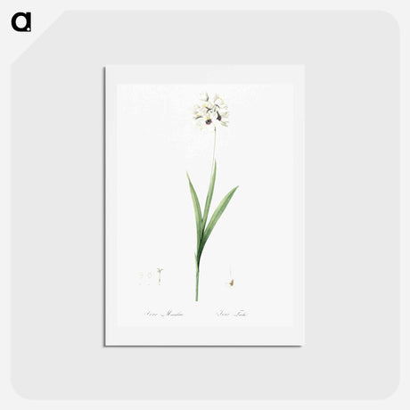 アートポストカード-Ixia maculata illustration - ピエール ジョゼフ ルドゥーテ Postcard.