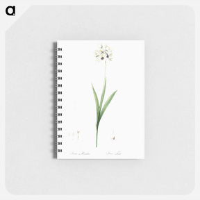 アートメモ帳-Ixia maculata illustration - ピエール ジョゼフ ルドゥーテ Memo.