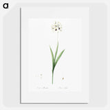 Ixia maculata illustration - Pierre Joseph Redouté Poster.