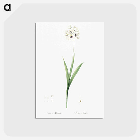 アートポストカード-Ixia maculata illustration - ピエール ジョゼフ ルドゥーテ Postcard.