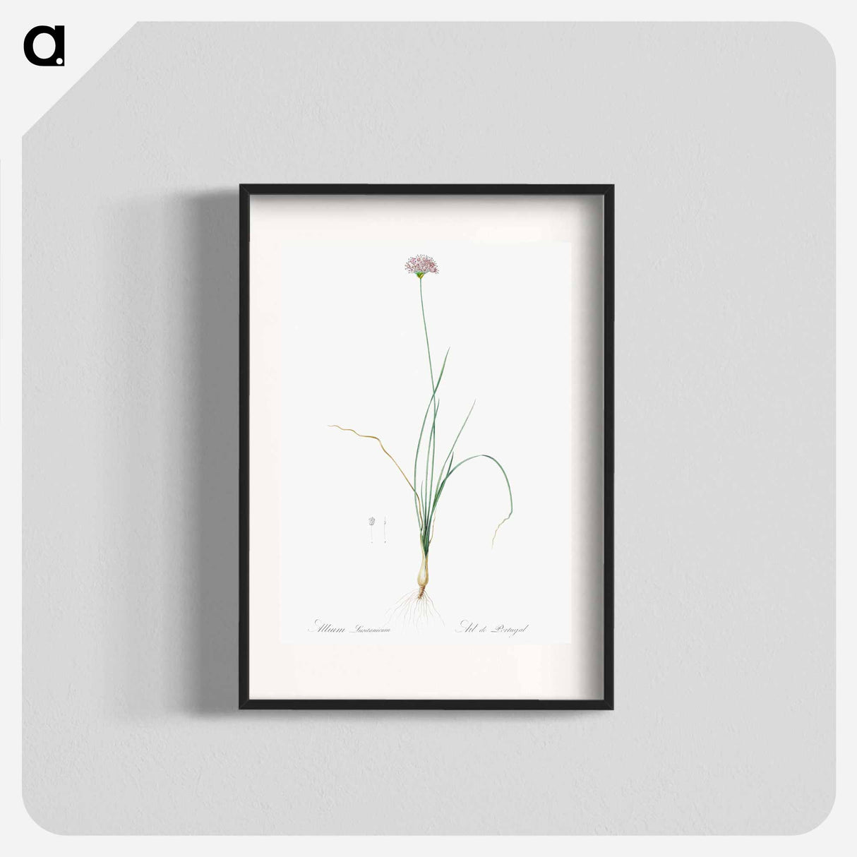 Mountain garlic illustration - Pierre Joseph Redouté Poster.