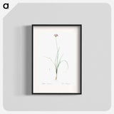 Mountain garlic illustration - Pierre Joseph Redouté Poster.