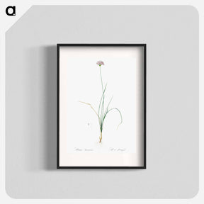 アートポスター-Mountain garlic illustration - ピエール ジョゼフ ルドゥーテ Poster.