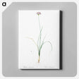 アートパネル-Mountain garlic illustration - ピエール ジョゼフ ルドゥーテ Canvas.