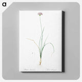 アートパネル-Mountain garlic illustration - ピエール ジョゼフ ルドゥーテ Canvas.
