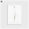 アートポストカード-Mountain garlic illustration - ピエール ジョゼフ ルドゥーテ Postcard.