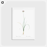 アートポストカード-Mountain garlic illustration - ピエール ジョゼフ ルドゥーテ Postcard.