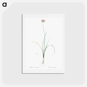 アートポストカード-Mountain garlic illustration - ピエール ジョゼフ ルドゥーテ Postcard.