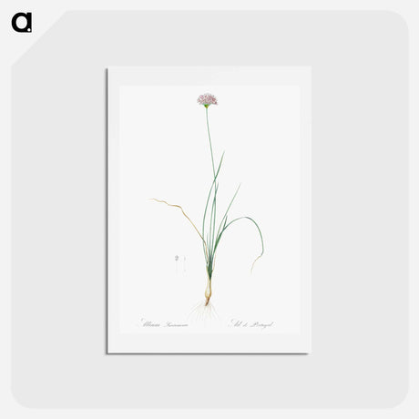 アートポストカード-Mountain garlic illustration - ピエール ジョゼフ ルドゥーテ Postcard.