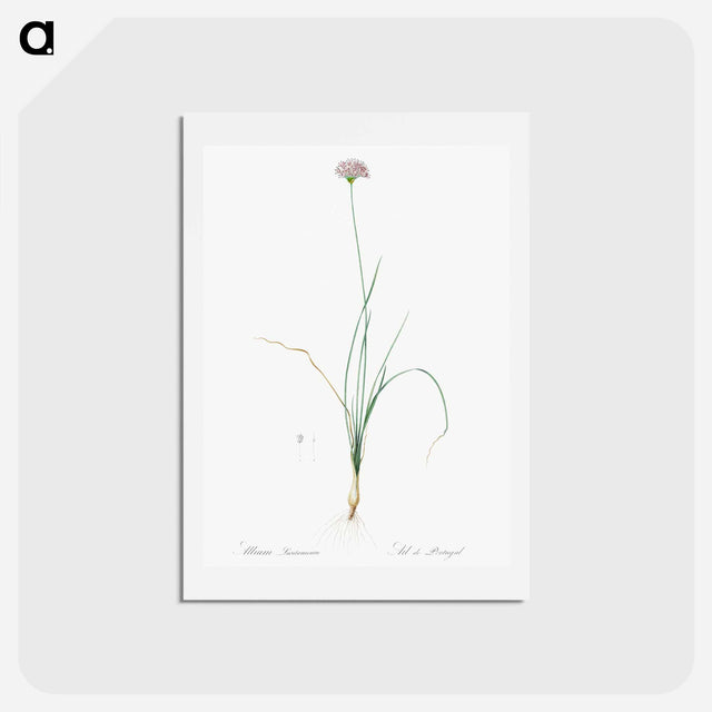 アートポストカード-Mountain garlic illustration - ピエール ジョゼフ ルドゥーテ Postcard.