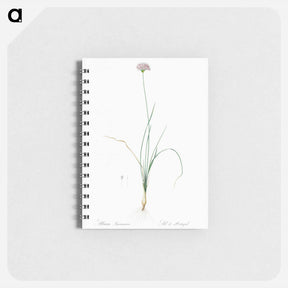 アートメモ帳-Mountain garlic illustration - ピエール ジョゼフ ルドゥーテ Memo.