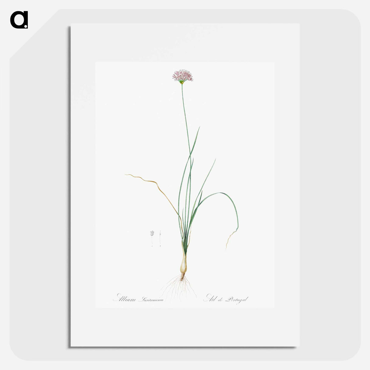 Mountain garlic illustration - Pierre Joseph Redouté Poster.