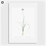 Mountain garlic illustration - Pierre Joseph Redouté Poster.