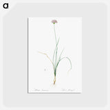 アートポストカード-Mountain garlic illustration - ピエール ジョゼフ ルドゥーテ Postcard.