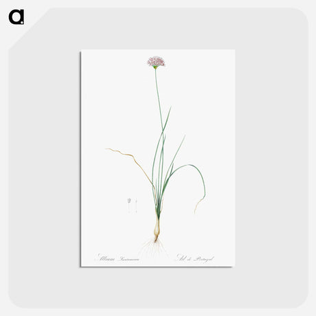 アートポストカード-Mountain garlic illustration - ピエール ジョゼフ ルドゥーテ Postcard.