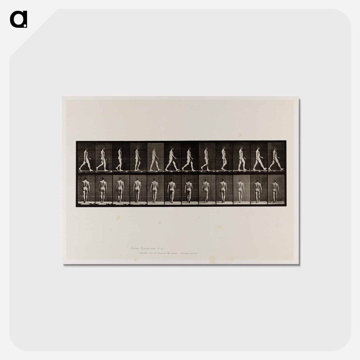 アートポストカード-Naked Man Walking
 - エドワード マイブリッジ Postcard.
