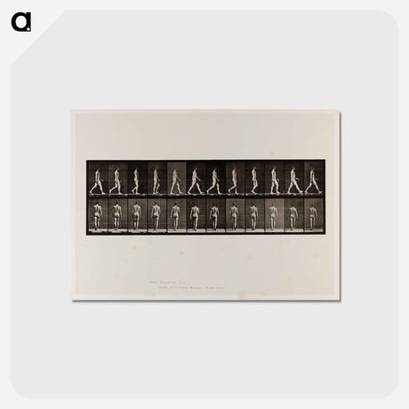 アートポストカード-Naked Man Walking
 - エドワード マイブリッジ Postcard.