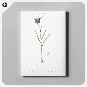 アートパネル-Chess flower illustration - ピエール ジョゼフ ルドゥーテ Canvas.