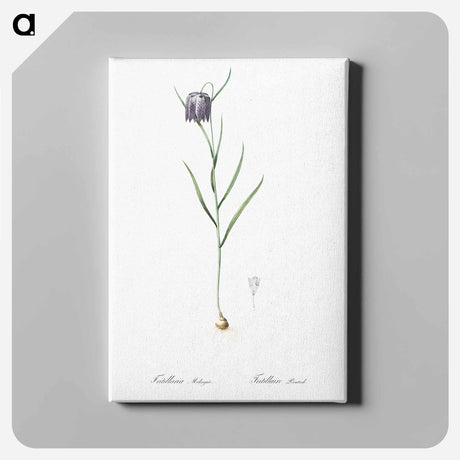 アートパネル-Chess flower illustration - ピエール ジョゼフ ルドゥーテ Canvas.